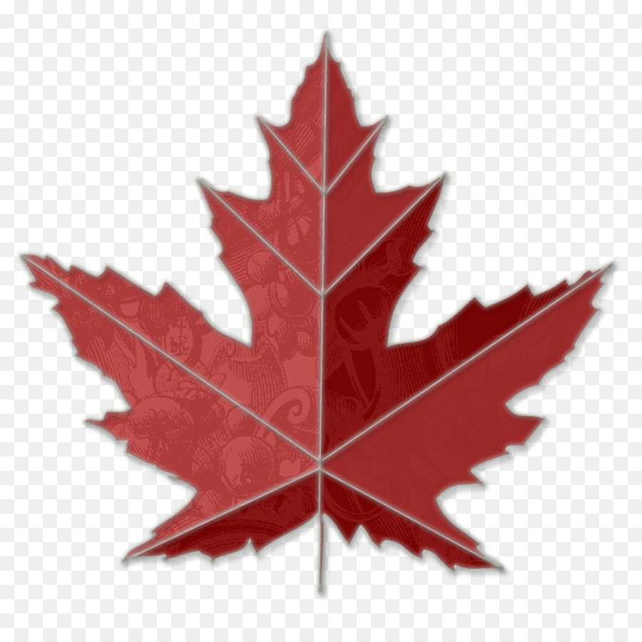 Canada Sugar maple Toronto Maple Leafs Clip art - Maple Leaf Image png download - 1000*1000 - Free Transparent Canada png Download.