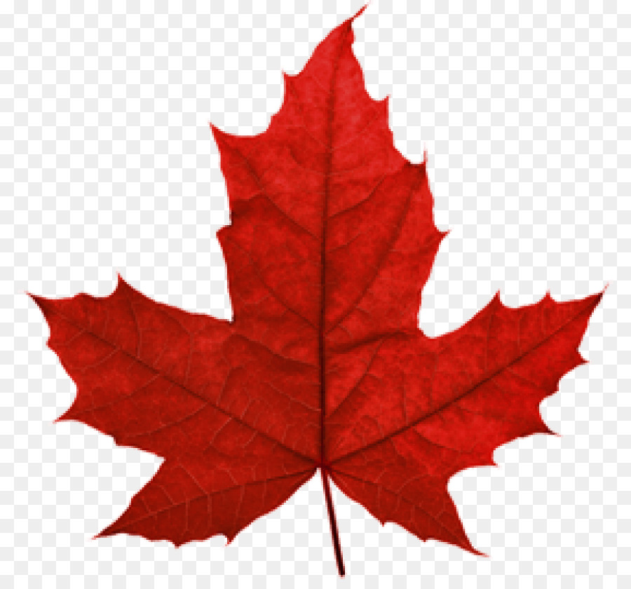 Maple leaf Clip art Portable Network Graphics Canada - Canada png download - 850*826 - Free Transparent Maple Leaf png Download.