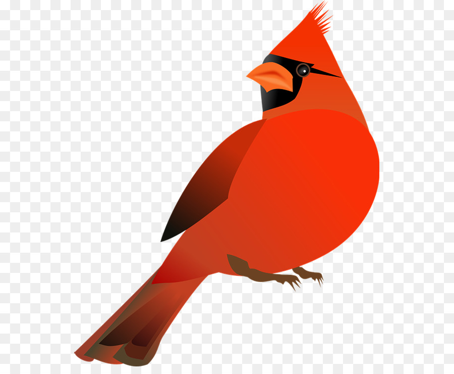 Northern cardinal St. Louis Cardinals Clip art - others png download - 605*725 - Free Transparent Northern Cardinal png Download.