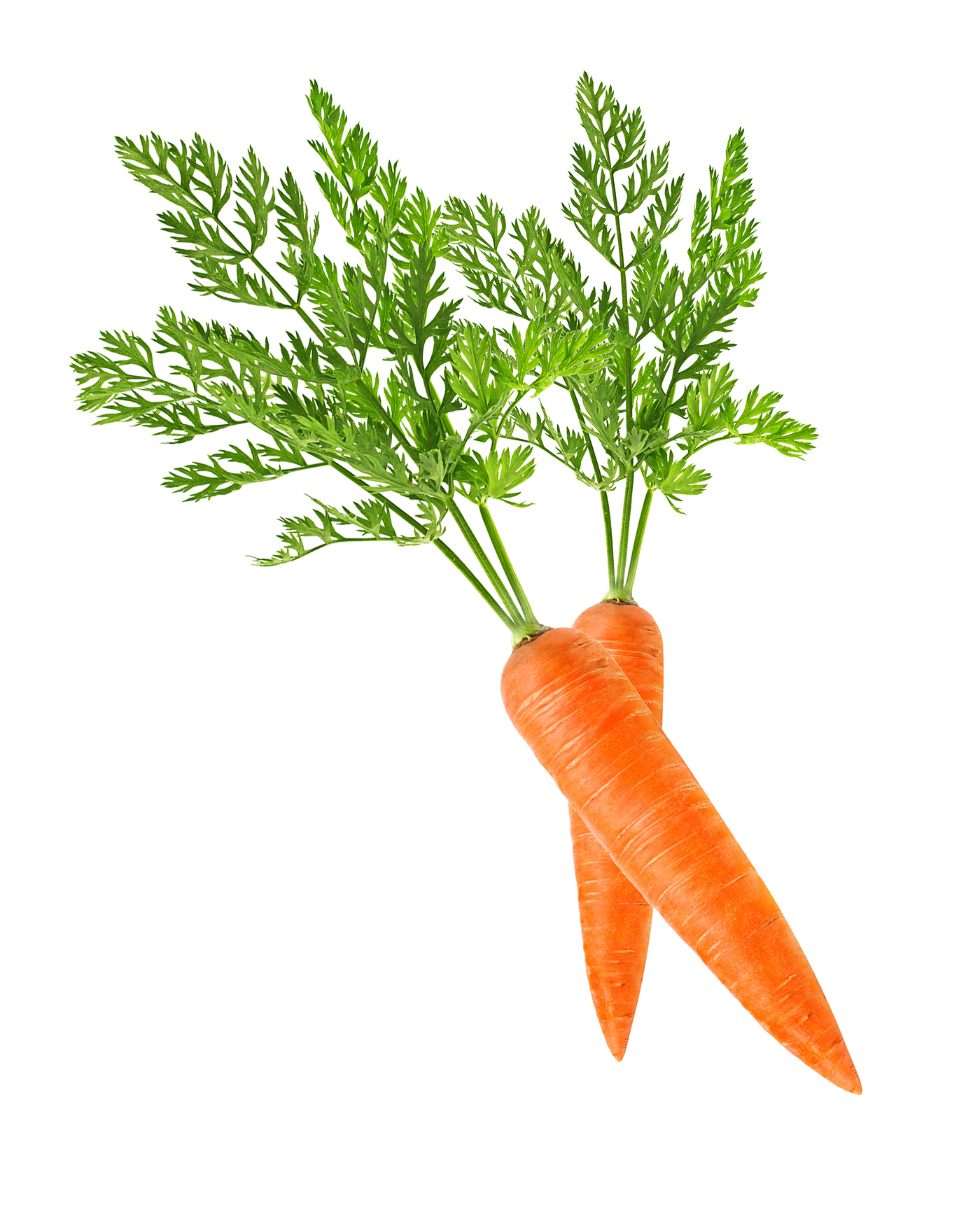 vegetable carrot
