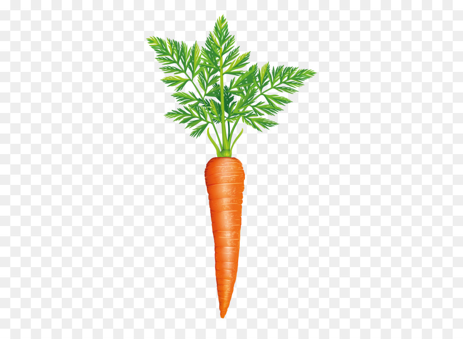 Stock photography Carrot Vegetable Greens Image -  png download - 866*650 - Free Transparent Stock Photography png Download.
