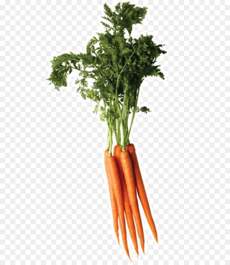 Carrot Vegetable - Carrot PNG image png download - 892*1419 - Free Transparent Carrot png Download.