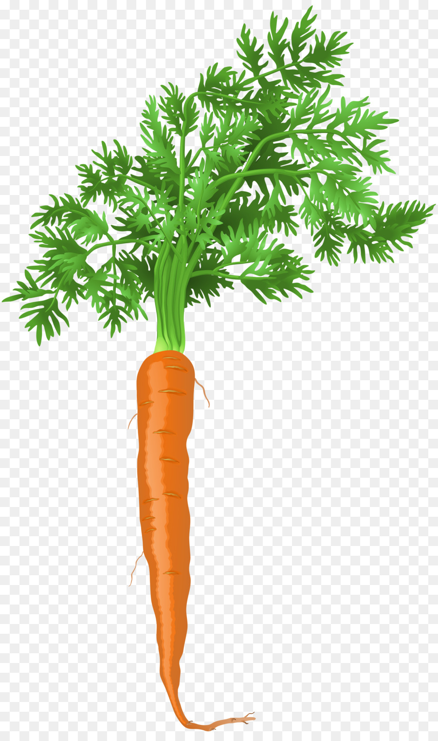Carrot Coleslaw - drawing carrot png download - 4770*8000 - Free Transparent Carrot png Download.