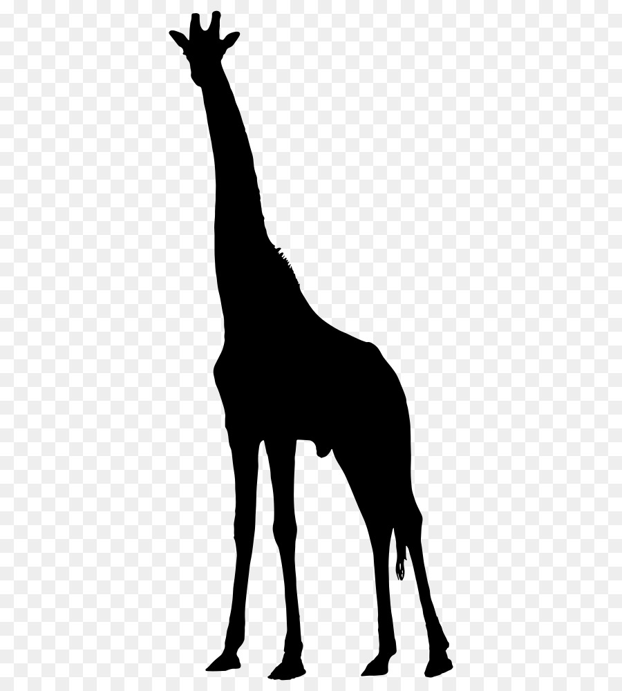 Silhouette West African giraffe Clip art - Giraffe silhouette png download - 444*1000 - Free Transparent Silhouette png Download.