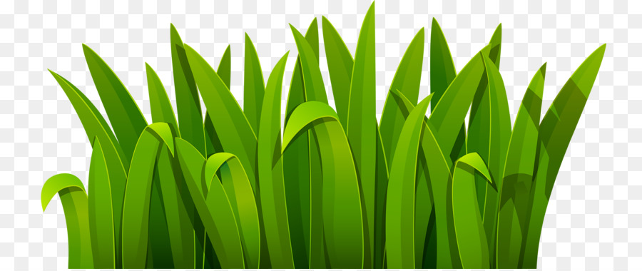 Green Cartoon Download - Green grass png download - 800*377 - Free Transparent Green png Download.