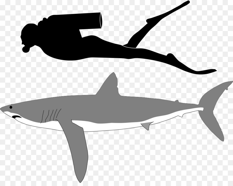 Goblin shark Tiger shark Great white shark - sharks png download - 979*770 - Free Transparent Shark png Download.