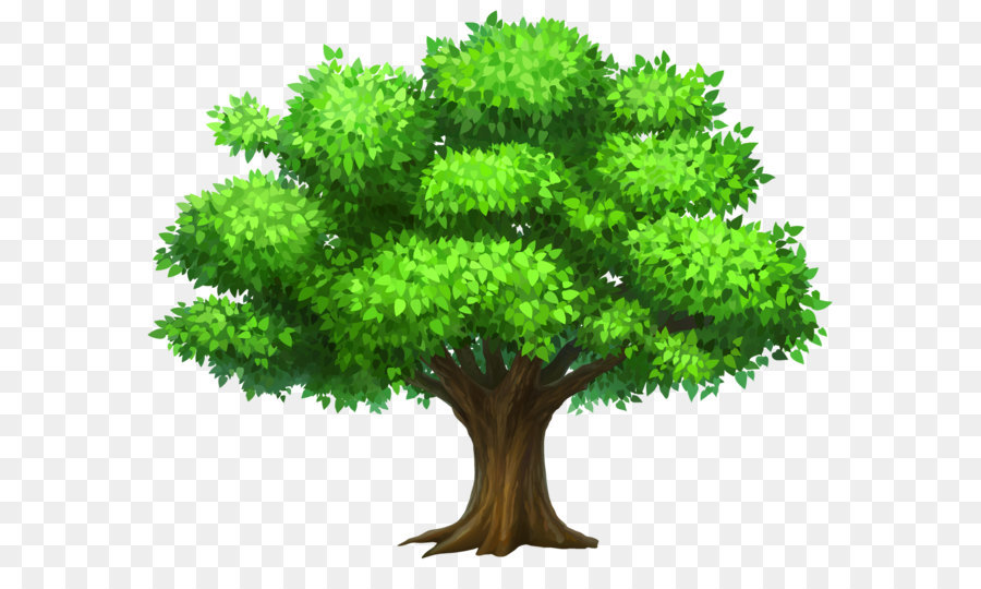 Tree Oak Clip art - Oack Tree PNG Clipart Picture png download - 1954*1583 - Free Transparent Tree png Download.