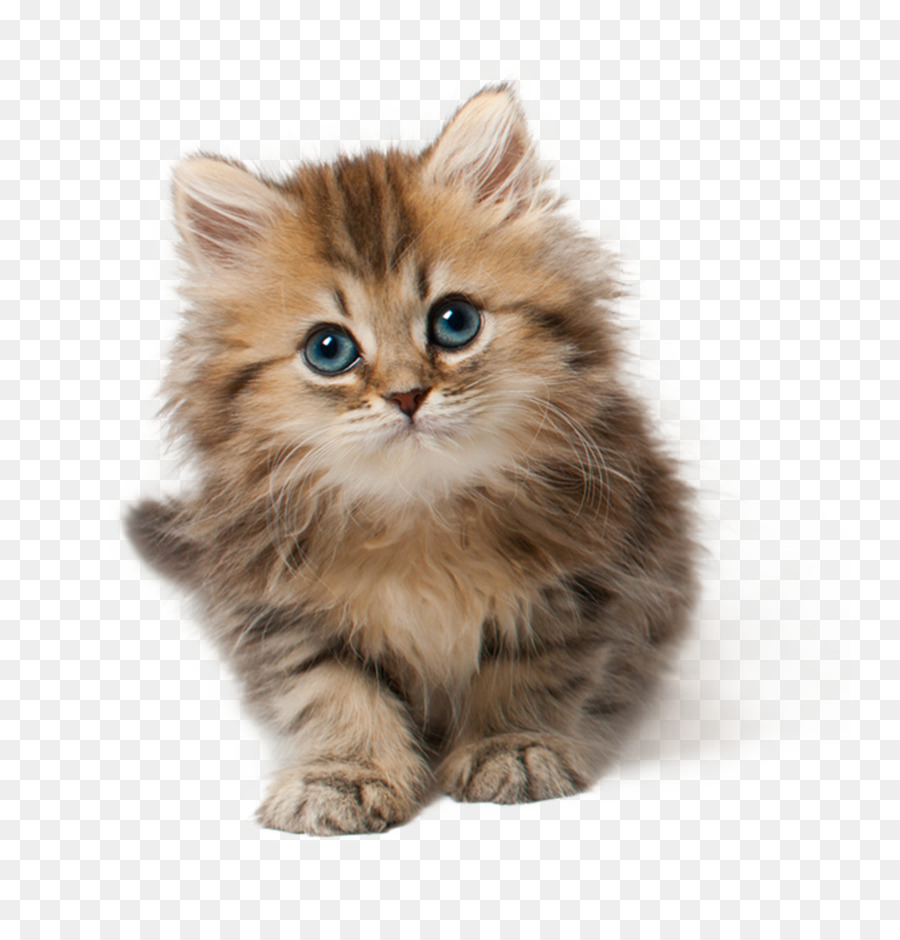 Cat Kitten Cuteness Clip art - Cat png download - 800*925 - Free Transparent Minuet Cat png Download.