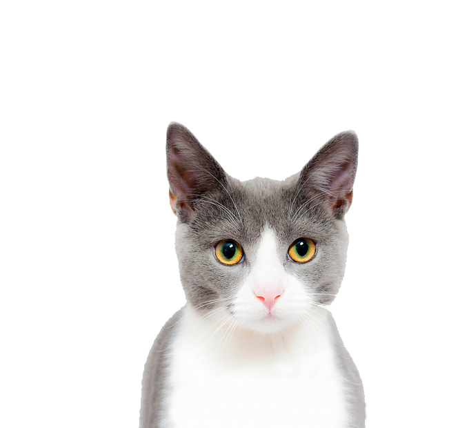 cute cat on a transparent background
