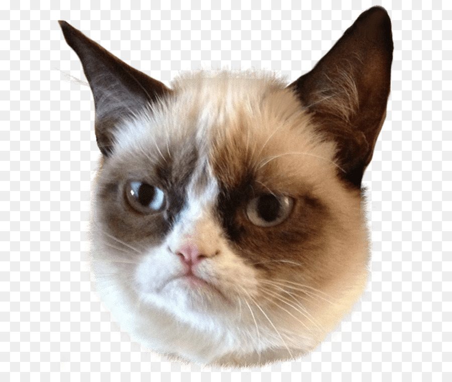 Grumpy Cat Kitten Clip art - Cat png download - 746*746 - Free Transparent  png Download.