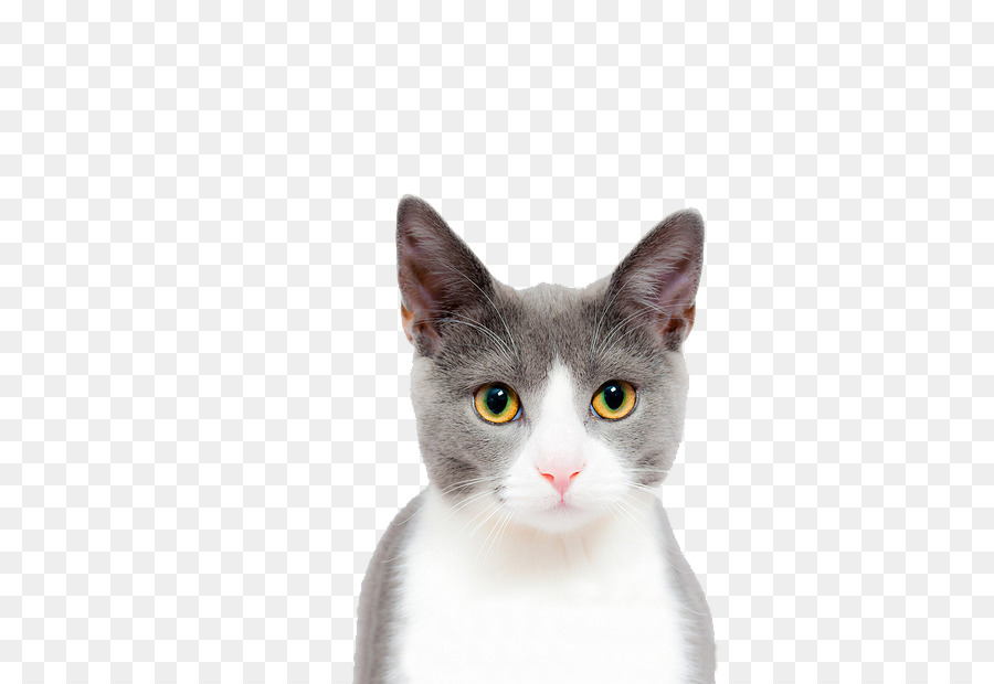 Cat play and toys Kitten Dog Pet - Cat face closeup png download - 664*620 - Free Transparent Cat png Download.