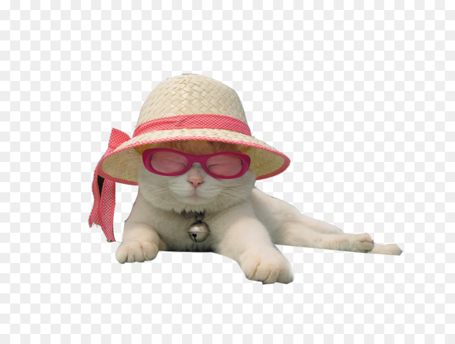 Cat Kitten Hat - Hat cat png download - 2065*1545 - Free Transparent Cat png Download.