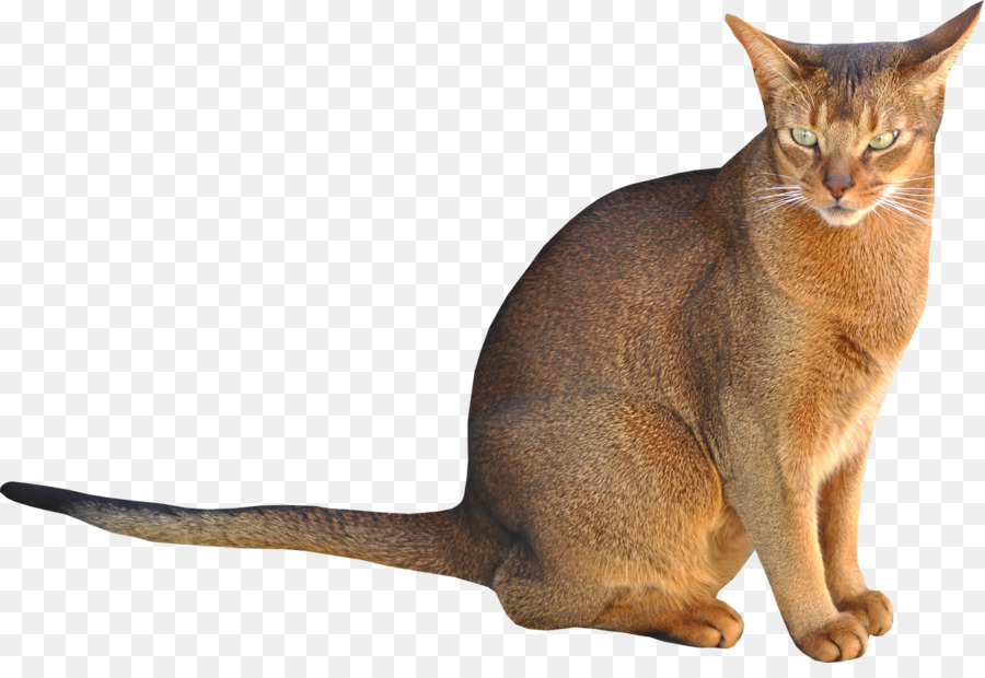 Abyssinian Kitten Clip art - Cat Sitting Brown Png png download - 1600*1078 - Free Transparent Abyssinian png Download.