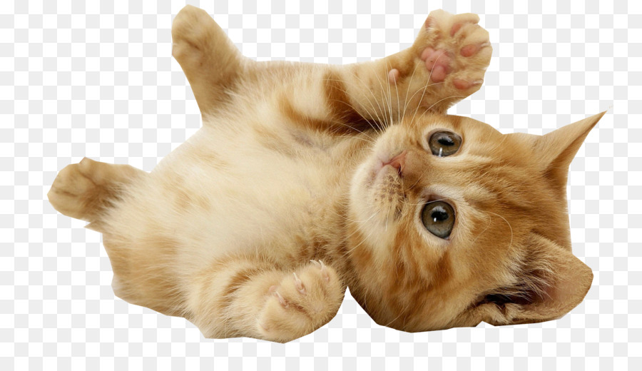Mouse Pet Cat Villa Animal - cats png download - 1920*1080 - Free Transparent Mouse png Download.