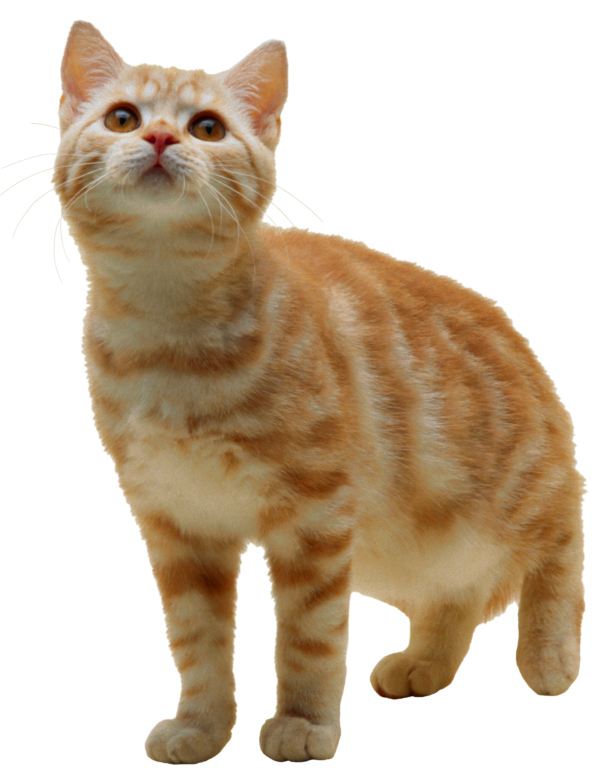 Cat Kitten Clip art - cat png image, free download picture, kitten png