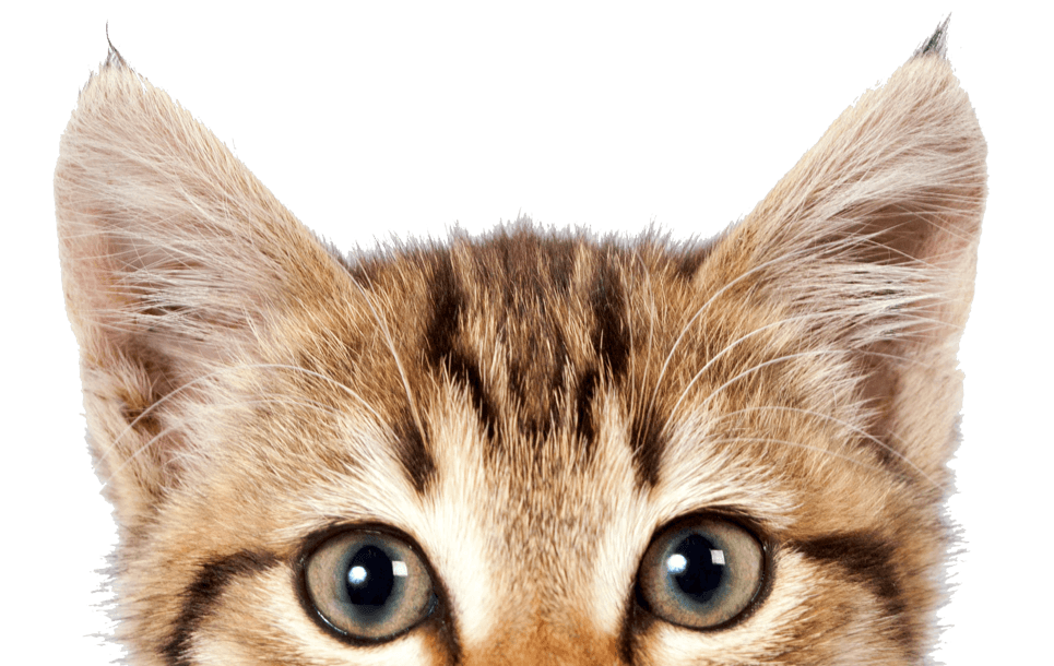 Kitten If Cats Could Talk: The Meaning of Meow Pet sitting Dog - pet