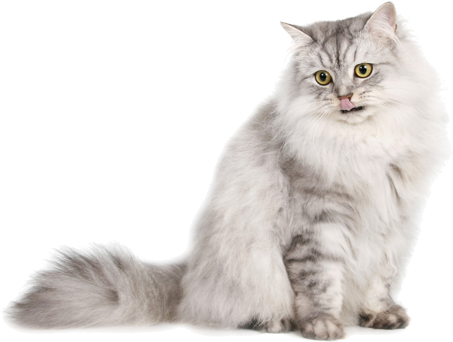 Siberian cat Persian cat Ragdoll Norwegian Forest cat