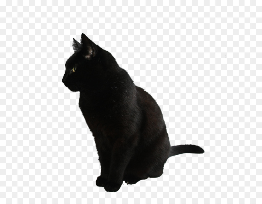 Black cat Kitten - cat png image, free download picture, kitten png download - 2555*1893 - Free Transparent Cat png Download.