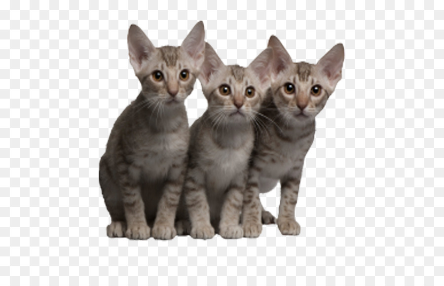 Ocicat Kitten Tabby cat - cats png download - 679*573 - Free Transparent Ocicat png Download.