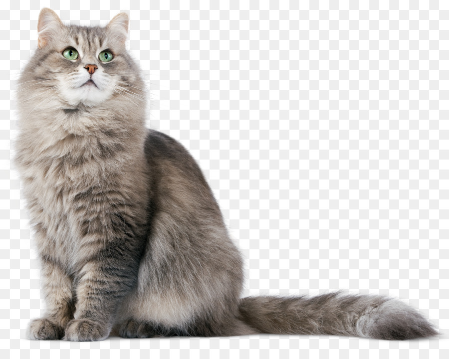 Siberian cat Kitten Dog - Cat PNG HD png download - 1500*1172 - Free Transparent Siberian Cat png Download.