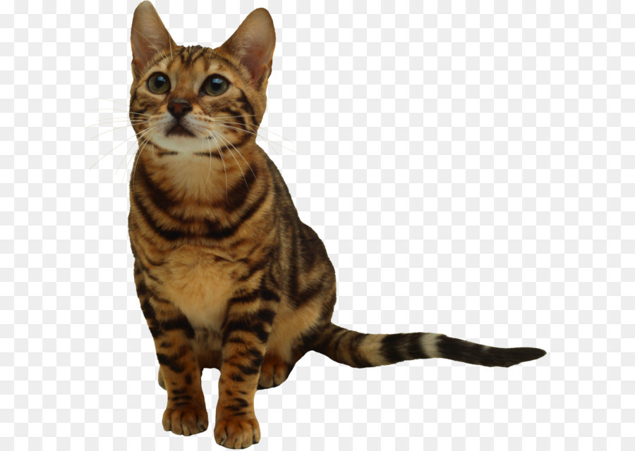 Cat Kitten - kitten png image, free download picture png download - 347*346 - Free Transparent Cat png Download.