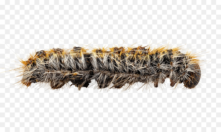 Butterfly Insect Caterpillar Pine processionary Clip art - Caterpillar PNG HD png download - 1024*600 - Free Transparent Pine Processionary png Download.