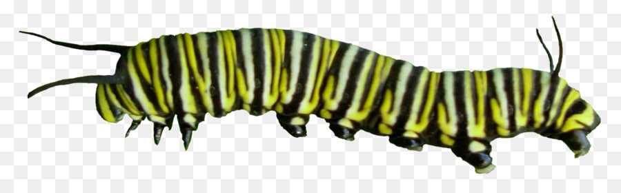 Caterpillar Monarch butterfly Asclepias curassavica - Caterpillar PNG Pic png download - 1635*507 - Free Transparent Butterfly png Download.