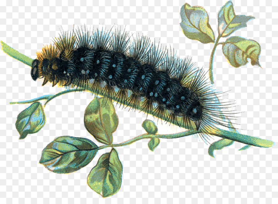 Caterpillar Clip art - caterpillar png download - 1889*1348 - Free Transparent Caterpillar png Download.