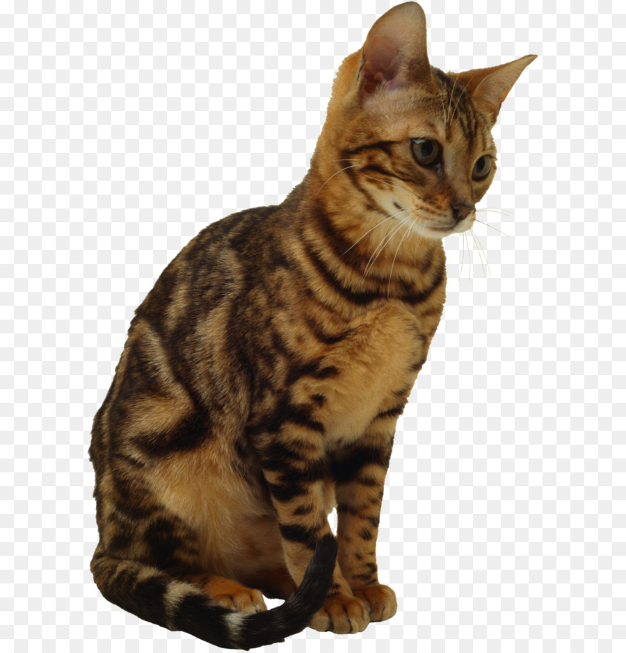 Cat Kitten Wallpaper - kitten png image, free download picture png download - 384*500 - Free Transparent California Spangled png Download.