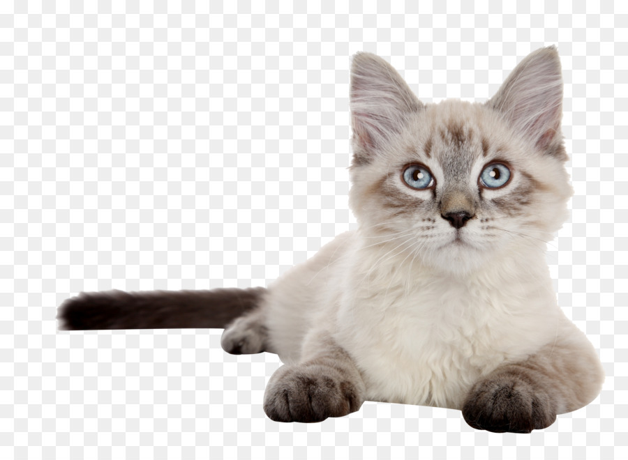 Siberian cat Siamese cat Kitten Dog Puppy - Tummy Siamese cat png download - 5135*3744 - Free Transparent Siberian Cat png Download.