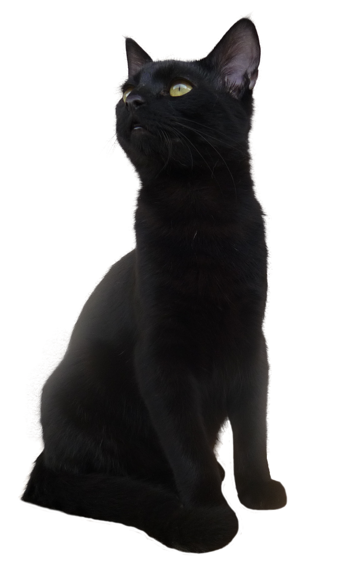 Bombay cat Korat European shorthair Black cat - Black Cat PNG