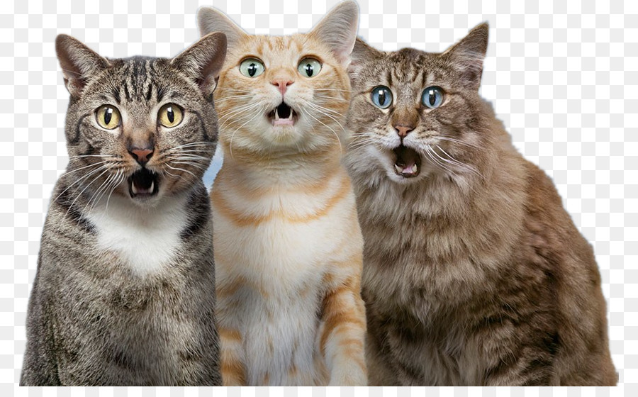 Cat Dog Pet - Surprised cat png download - 846*545 - Free Transparent Cat png Download.