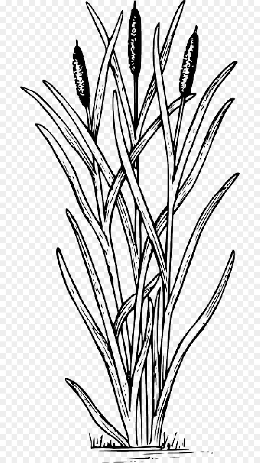 Drawing Cattail Clip art Image - biology png download - 800*1600 - Free Transparent Drawing png Download.