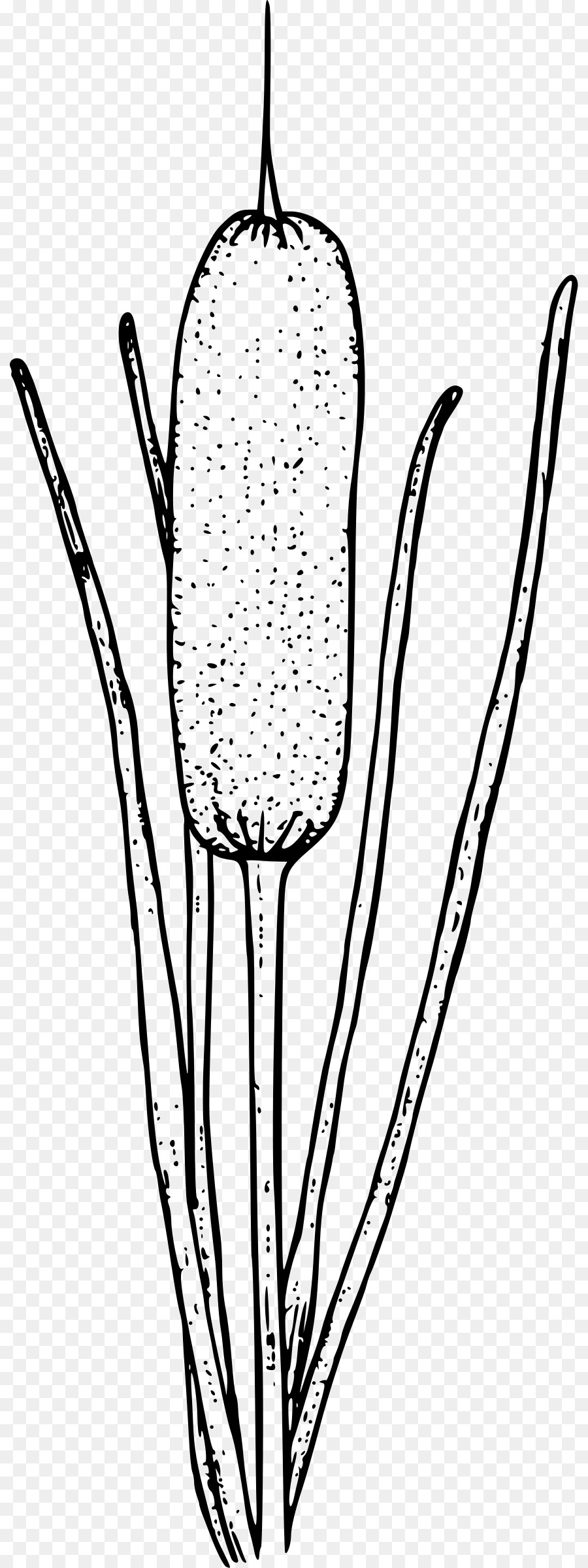 Cattail Clip art Drawing Portable Network Graphics Image - cattail silhouette png cattails clipart png download - 871*2400 - Free Transparent Cattail png Download.