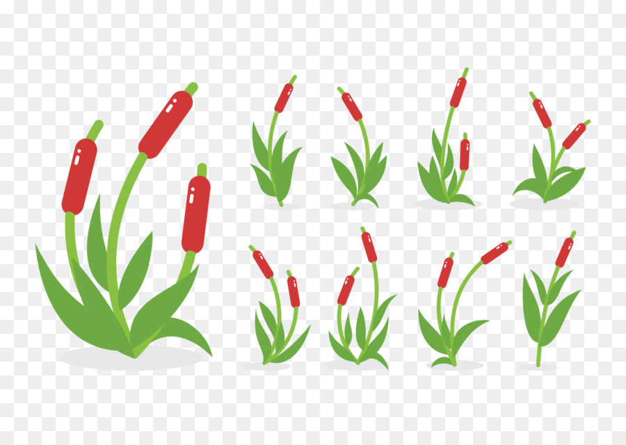 Cattail Vector graphics Swamp Wetland Aquatic Plants - plants png download - 1400*980 - Free Transparent Cattail png Download.