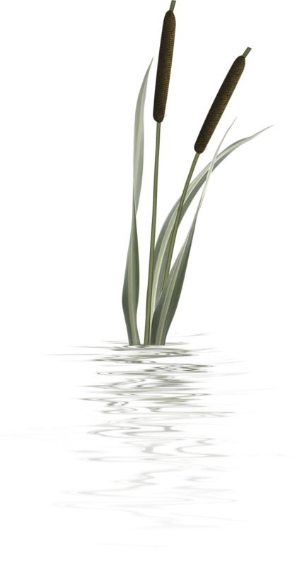 Bulrush Plants Plant stem Flower Herbaceous plant - cattail silhouette