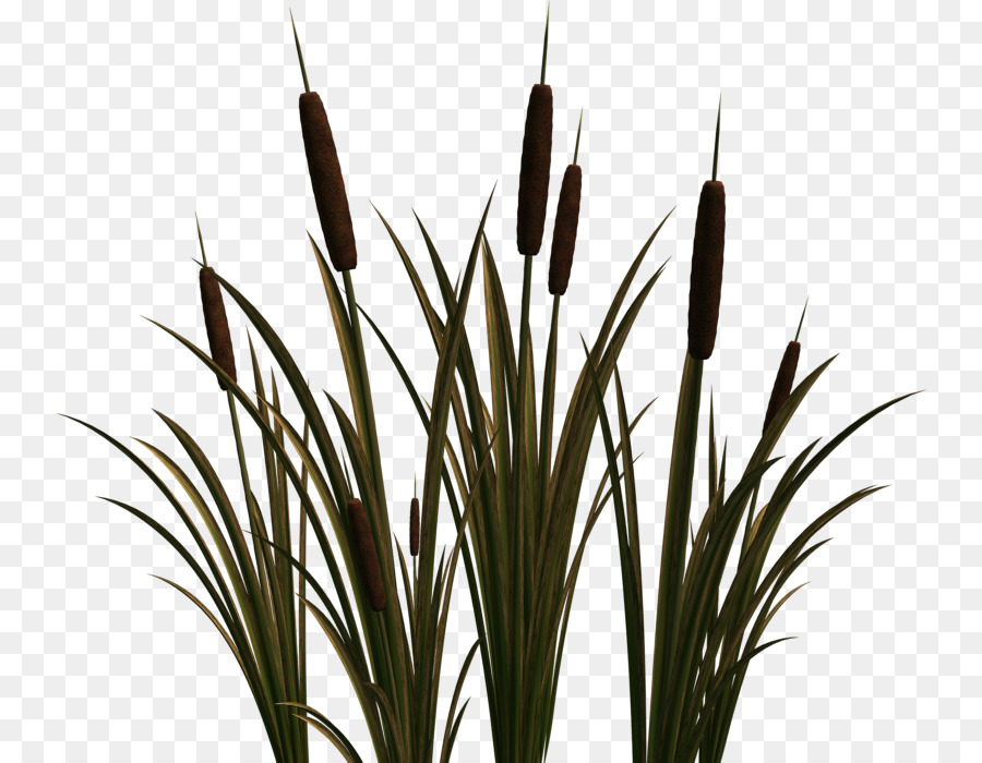 Clip art Portable Network Graphics Cattail Image Scirpus - fields of png usum png download - 800*700 - Free Transparent Cattail png Download.
