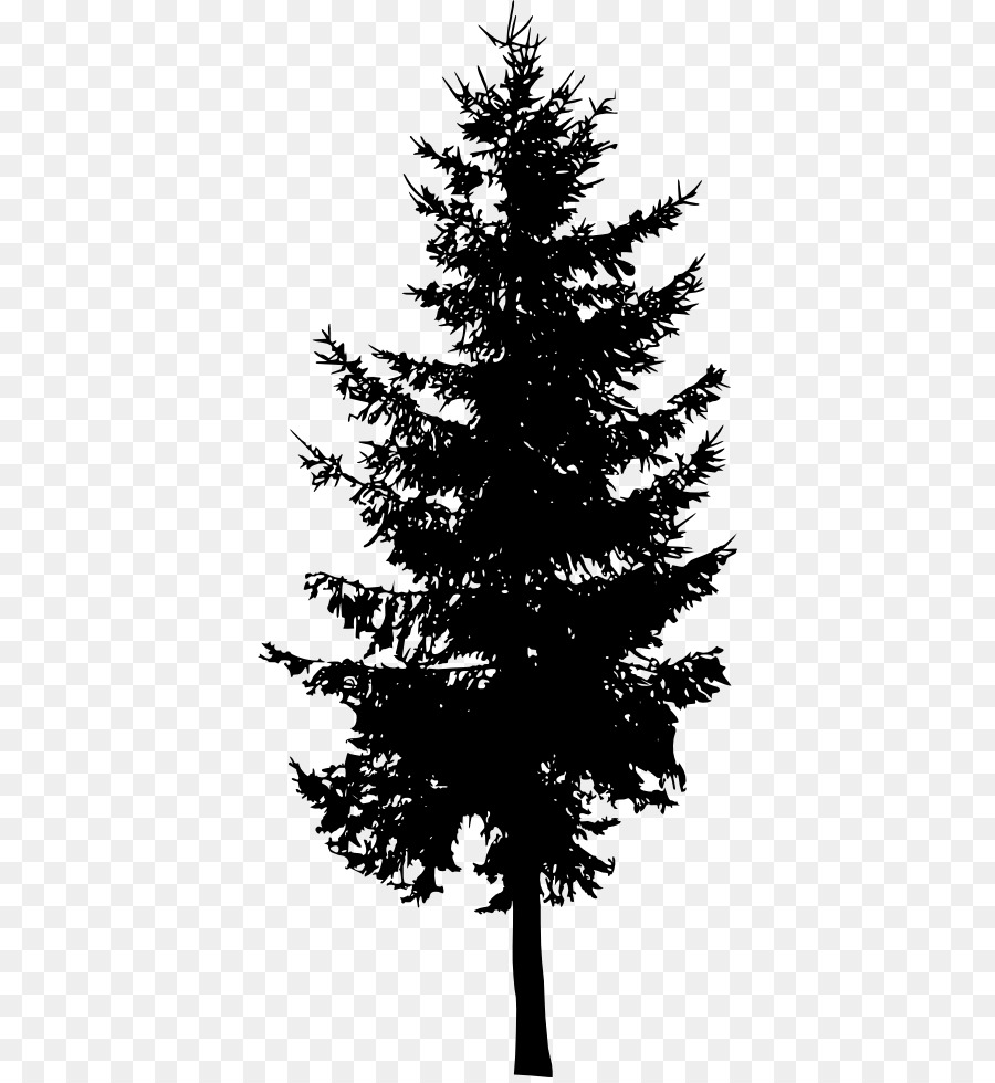 Spruce Fir Cedar Tree Larch - tree png download - 434*975 - Free Transparent Spruce png Download.