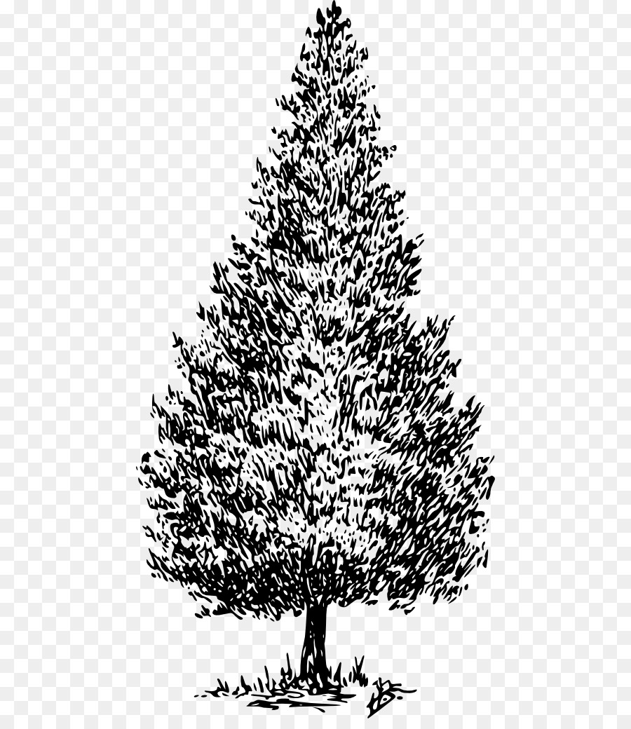 Cedrus libani Tree Pine Fir Cedar wood - tree png download - 512*1025 - Free Transparent Cedrus Libani png Download.