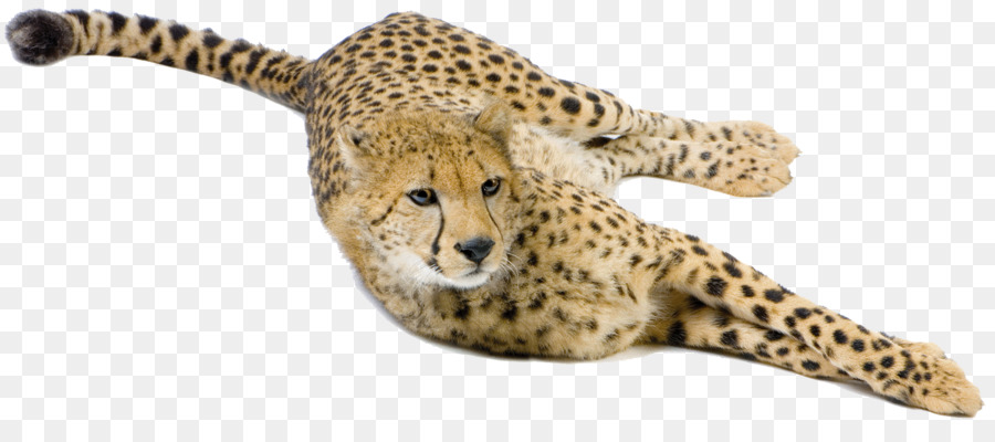Cheetah Big cat Terrestrial animal Snout - cheetah png download - 1795*765 - Free Transparent Cheetah png Download.