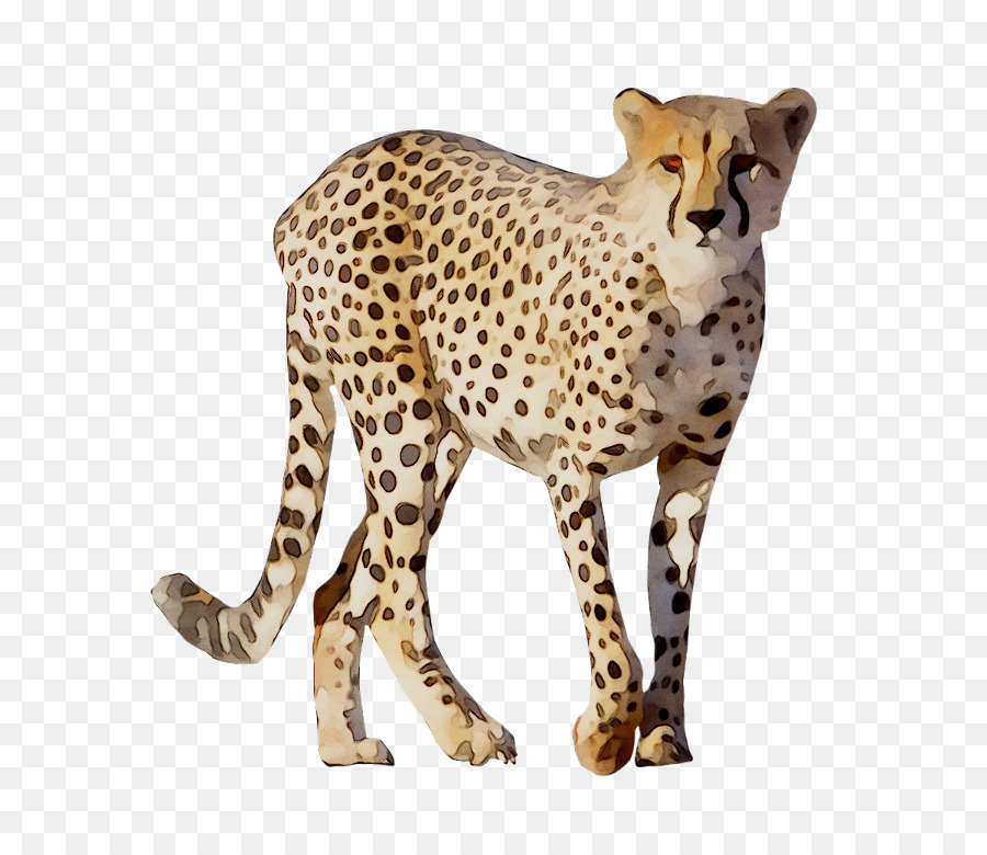 Cheetah Leopard Lion Animal Drawing -  png download - 768*774 - Free Transparent Cheetah png Download.
