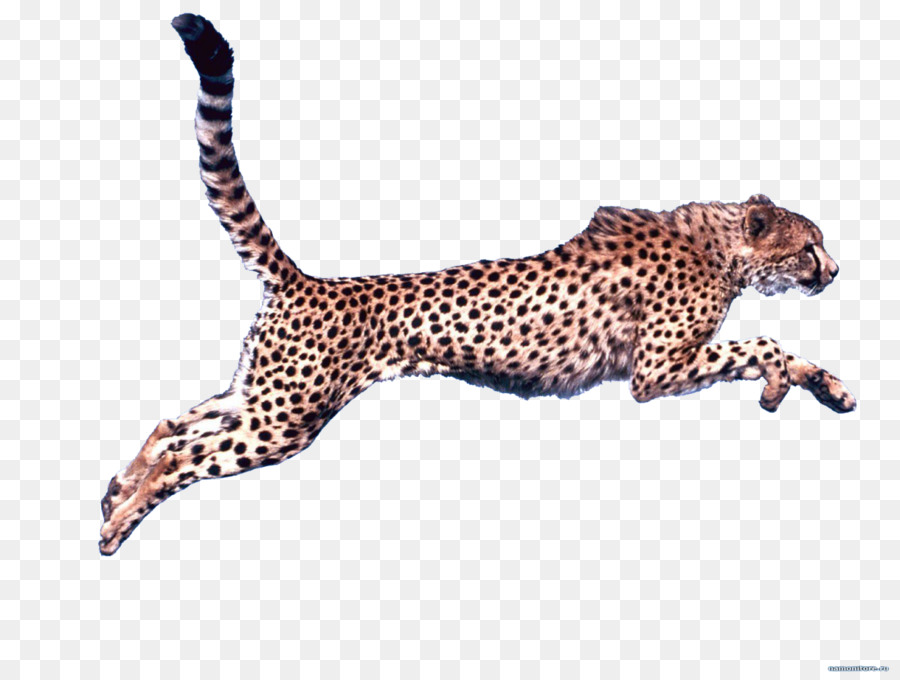 Cheetah Clip art - cheetah png download - 1280*960 - Free Transparent Cheetah png Download.