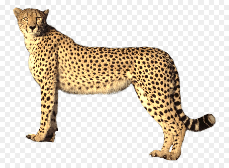 Cheetah Portable Network Graphics Clip art Transparency Image - cheetah png download - 850*647 - Free Transparent Cheetah png Download.