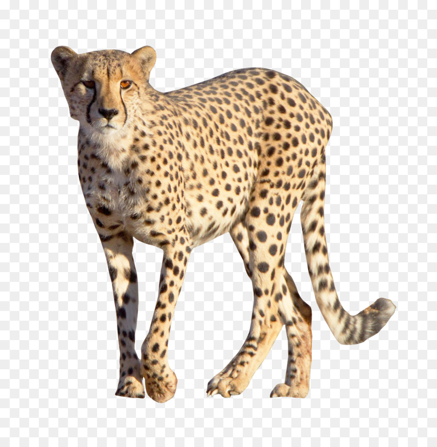 Cheetah Leopard - Cheetah png download - 1026*1034 - Free Transparent Cheetah png Download.