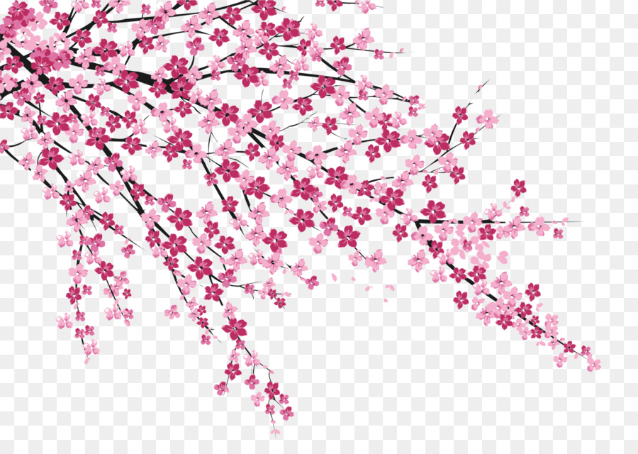 Cherry blossom Sakura no Hanabiratachi Wall painting - Cherry blossoms png download - 1836*1267 - Free Transparent Cherry Blossom png Download.
