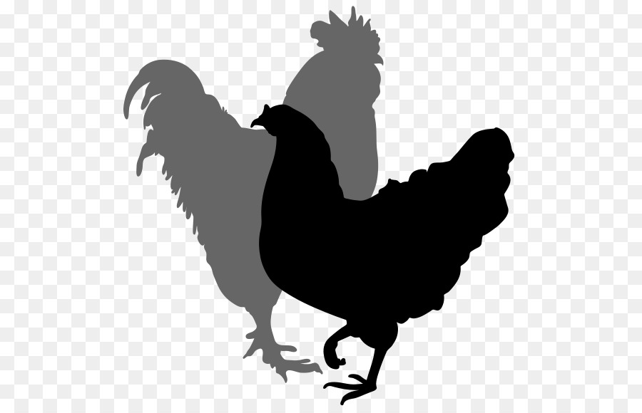Chicken Rooster Silhouette Hen Clip art - Rooster Silhouette Cliparts png download - 564*576 - Free Transparent Chicken png Download.