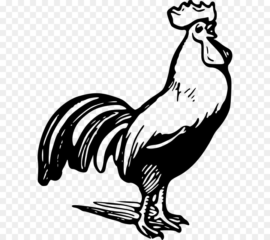 Chicken Rooster Black and white Clip art - Chicken Outline png download - 800*800 - Free Transparent Chicken png Download.
