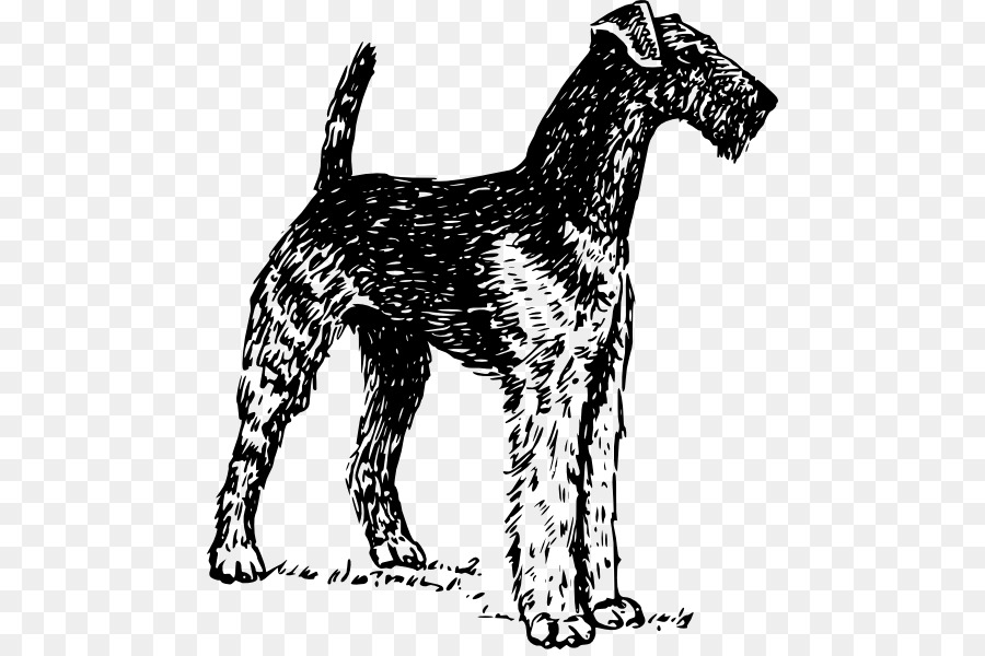 Airedale Terrier Boston Terrier Soft-coated Wheaten Terrier Yorkshire Terrier Bedlington Terrier - Chihuahua vector png download - 522*594 - Free Transparent Airedale Terrier png Download.