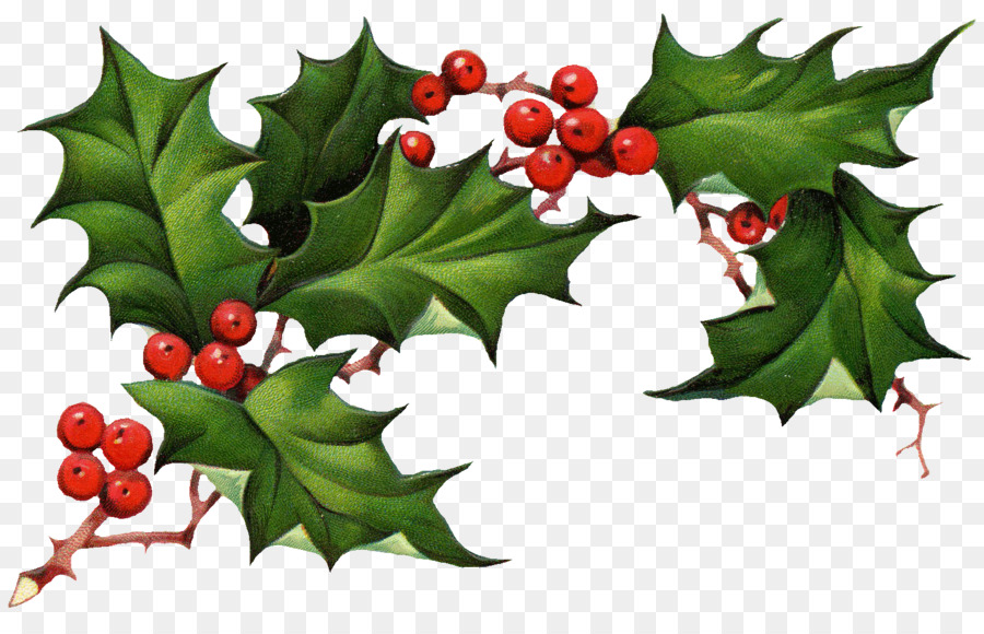 Common holly American Holly Christmas Holly King Clip art - HOLY WEEK png download - 1532*965 - Free Transparent Common Holly png Download.