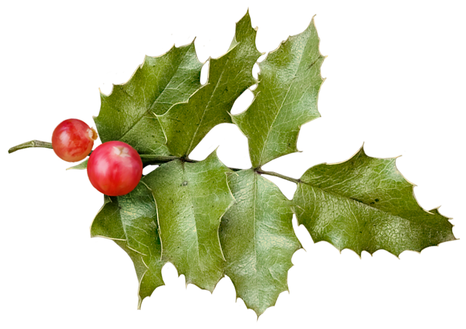 holly-christmas-holly-png-download-1822-1289-free-transparent-holly-png-download-clip